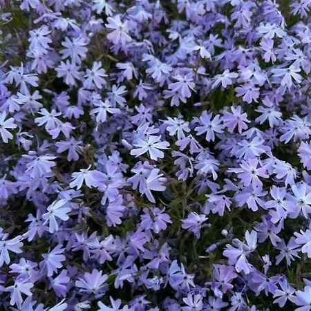 아파트 L'orange *