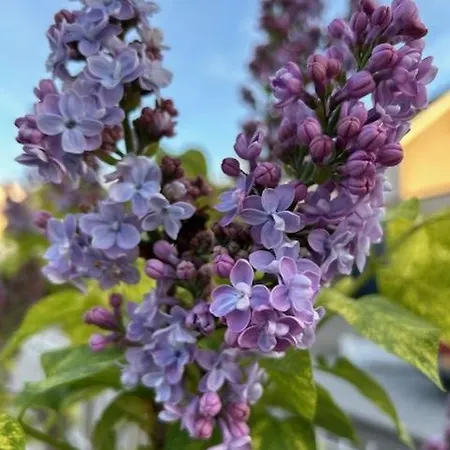 아파트 L'orange Scheidgen